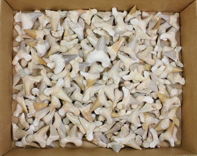 Lot - to Fossil Shark Teeth (Restored Roots) - Pieces #149006